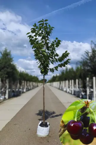 Süßkirsche 'Sunburst' | Prunus avium 'Sunburst'
