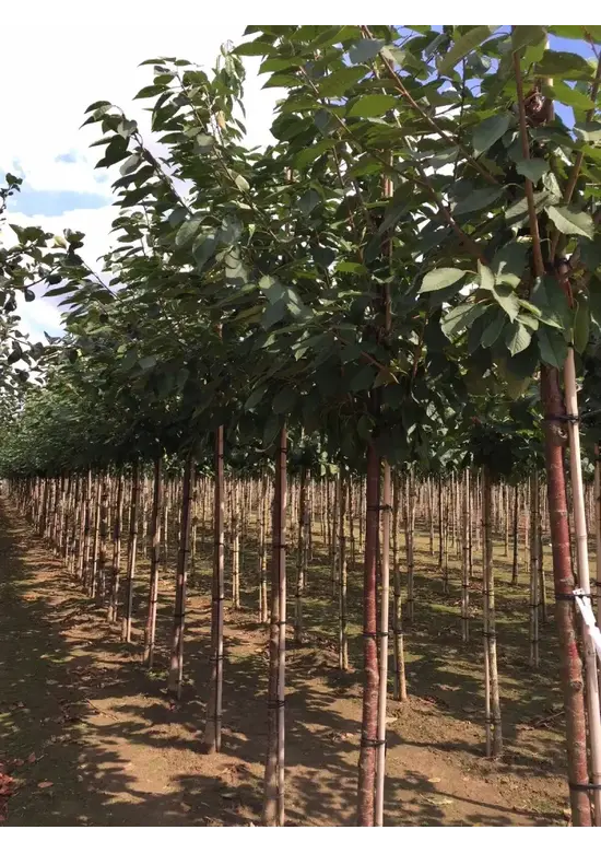 Süßkirsche 'Sunburst' | Prunus avium 'Sunburst'