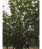 Süßkirsche 'Sunburst' | Prunus avium 'Sunburst'