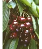Süßkirsche 'Sunburst' | Prunus avium 'Sunburst'
