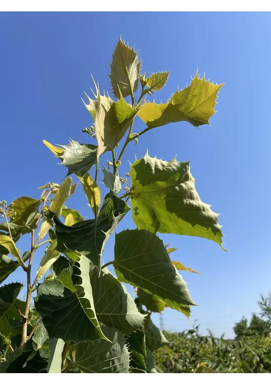 Mehrstämmige Henrys Linde | Tilia Henryana