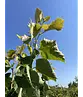 Mehrstämmige Henrys Linde | Tilia Henryana