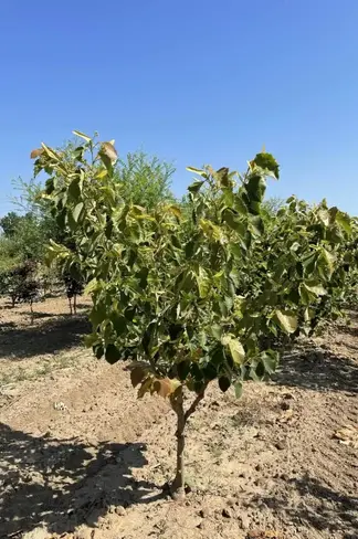 Mehrstämmige Henrys Linde | Tilia Henryana