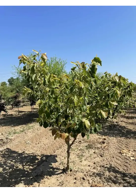 Mehrstämmige Henrys Linde | Tilia Henryana