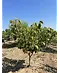 Mehrstämmige Henrys Linde | Tilia Henryana