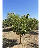 Mehrstämmige Henrys Linde | Tilia Henryana