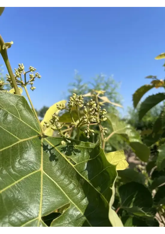 Mehrstämmige Henrys Linde | Tilia Henryana