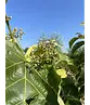 Mehrstämmige Henrys Linde | Tilia Henryana
