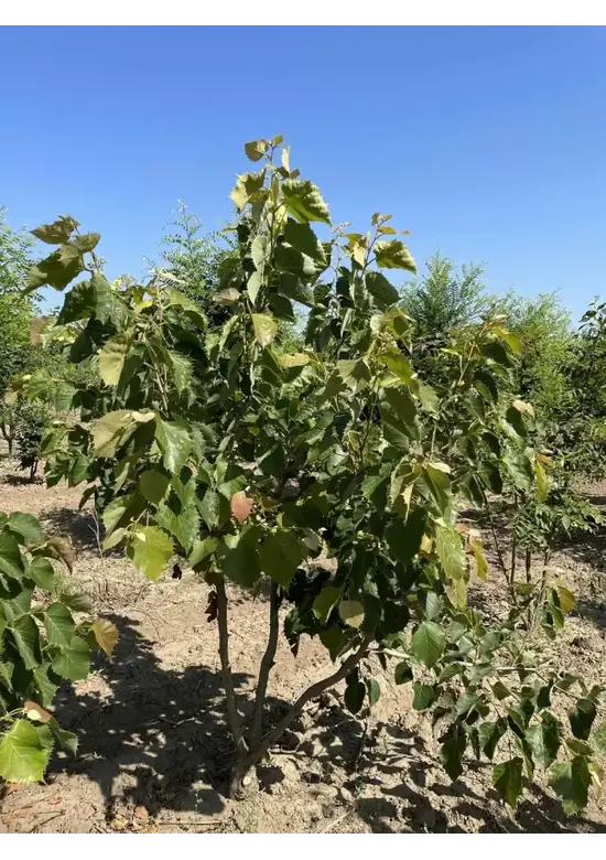Mehrstämmige Henrys Linde | Tilia Henryana