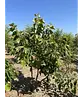 Mehrstämmige Henrys Linde | Tilia Henryana
