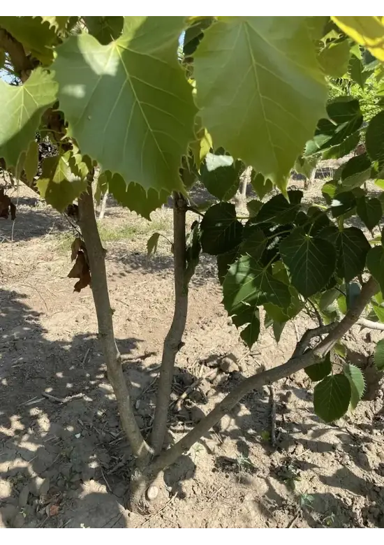 Mehrstämmige Henrys Linde | Tilia Henryana