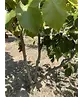 Mehrstämmige Henrys Linde | Tilia Henryana