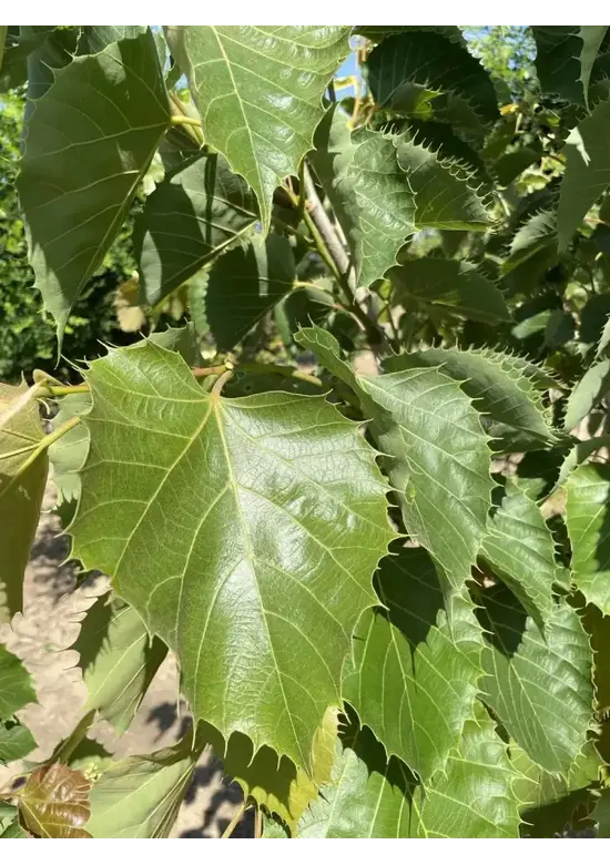 Mehrstämmige Henrys Linde | Tilia Henryana