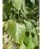Mehrstämmige Henrys Linde | Tilia Henryana