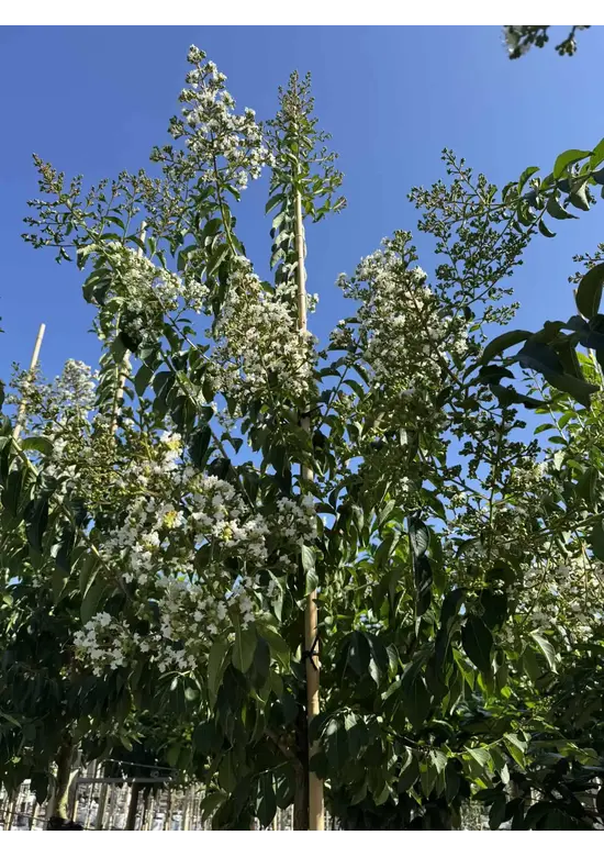Krepp-Myrte - Kräuselmyrte 'Sarah's Favorite' | Lagerstroemia indica 'Sarah's Favorite'