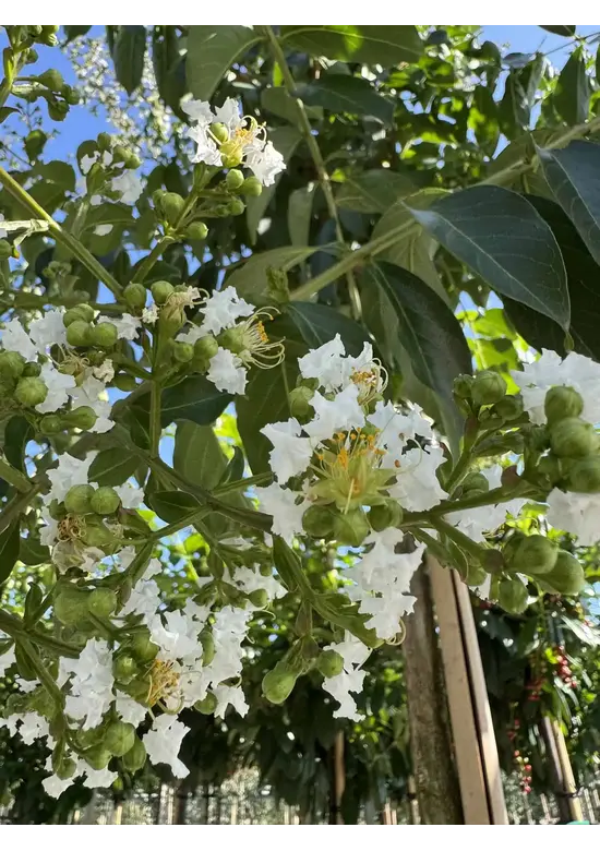 Krepp-Myrte - Kräuselmyrte 'Sarah's Favorite' | Lagerstroemia indica 'Sarah's Favorite'