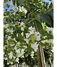 Krepp-Myrte - Kräuselmyrte 'Sarah's Favorite' | Lagerstroemia indica 'Sarah's Favorite'