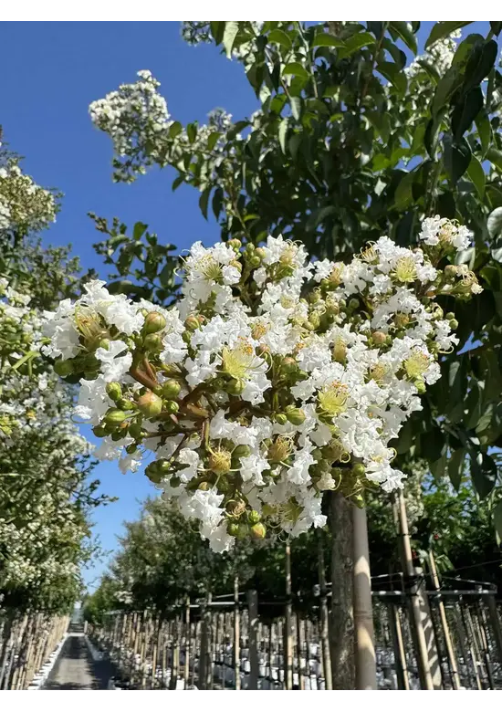 Krepp-Myrte - Kräuselmyrte 'Sarah's Favorite' | Lagerstroemia indica 'Sarah's Favorite'