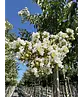 Krepp-Myrte - Kräuselmyrte 'Sarah's Favorite' | Lagerstroemia indica 'Sarah's Favorite'
