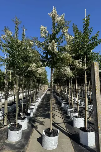Krepp-Myrte - Kräuselmyrte 'Sarah's Favorite' | Lagerstroemia indica 'Sarah's Favorite'
