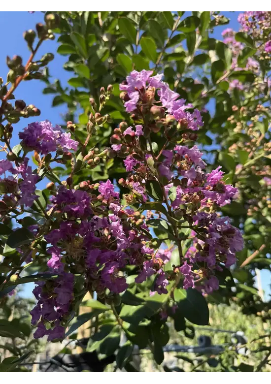 Krepp-Myrte - Kräuselmyrte 'Lipan' | Lagerstroemia indica 'Lipan'
