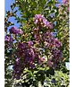 Krepp-Myrte - Kräuselmyrte 'Lipan' | Lagerstroemia indica 'Lipan'