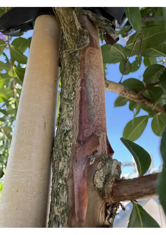 Krepp-Myrte - Kräuselmyrte 'Lipan' | Lagerstroemia indica 'Lipan'