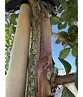 Krepp-Myrte - Kräuselmyrte 'Lipan' | Lagerstroemia indica 'Lipan'