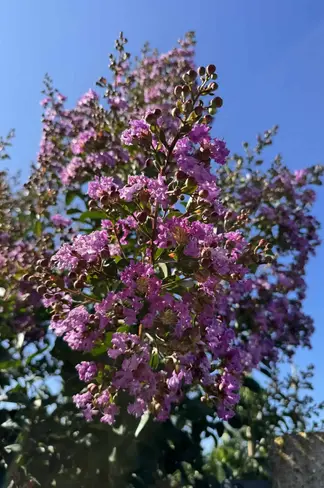 Krepp-Myrte - Kräuselmyrte 'Lipan' | Lagerstroemia indica 'Lipan'