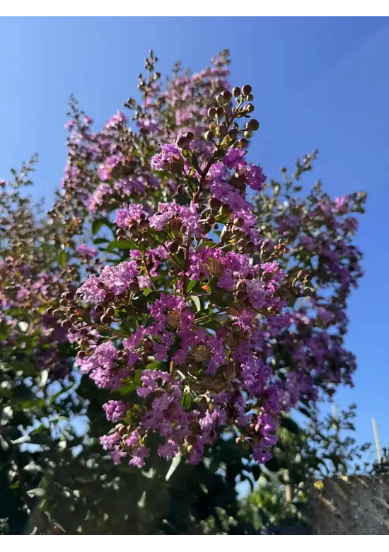 Krepp-Myrte - Kräuselmyrte 'Lipan' | Lagerstroemia indica 'Lipan'