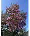 Krepp-Myrte - Kräuselmyrte 'Lipan' | Lagerstroemia indica 'Lipan'