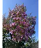 Krepp-Myrte - Kräuselmyrte 'Lipan' | Lagerstroemia indica 'Lipan'