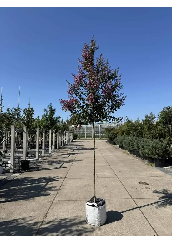 Krepp-Myrte - Kräuselmyrte 'Lipan' | Lagerstroemia indica 'Lipan'