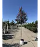 Krepp-Myrte - Kräuselmyrte 'Lipan' | Lagerstroemia indica 'Lipan'
