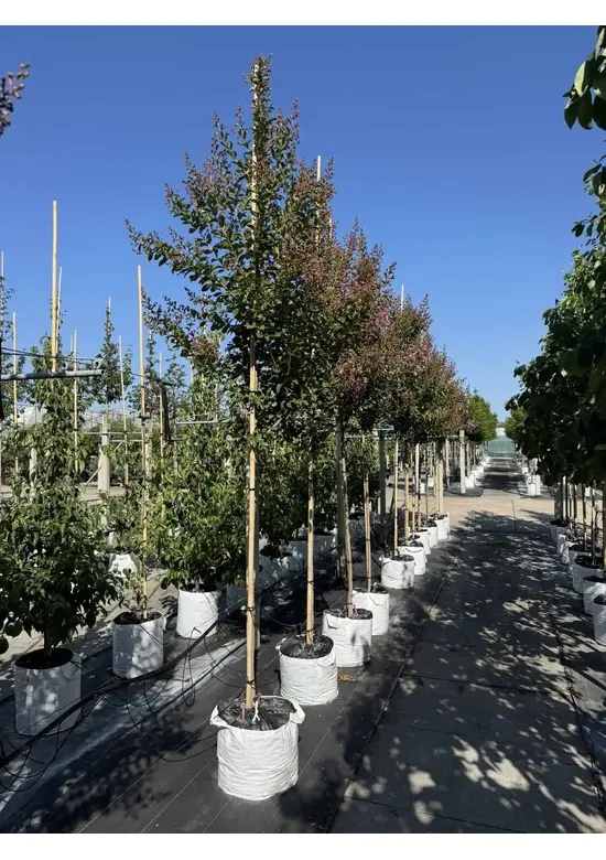 Krepp-Myrte - Kräuselmyrte 'Lipan' | Lagerstroemia indica 'Lipan'