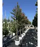 Krepp-Myrte - Kräuselmyrte 'Lipan' | Lagerstroemia indica 'Lipan'