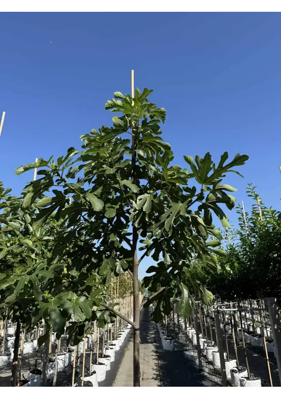 Feigenbaum 'Ronde de Bordeaux' | Ficus carica 'Ronde de Bordeaux'