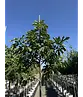 Feigenbaum 'Ronde de Bordeaux' | Ficus carica 'Ronde de Bordeaux'