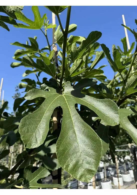 Feigenbaum 'Ronde de Bordeaux' | Ficus carica 'Ronde de Bordeaux'