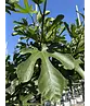 Feigenbaum 'Ronde de Bordeaux' | Ficus carica 'Ronde de Bordeaux'