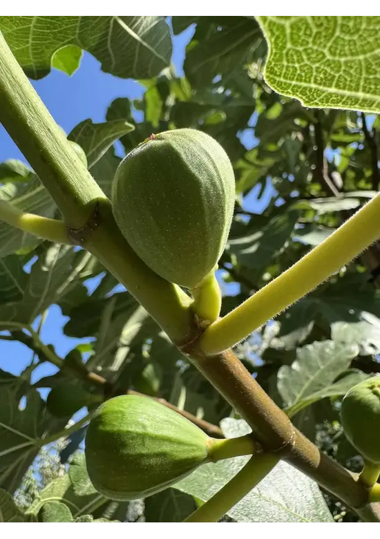 Feigenbaum 'Ronde de Bordeaux' | Ficus carica 'Ronde de Bordeaux'