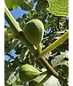 Feigenbaum 'Ronde de Bordeaux' | Ficus carica 'Ronde de Bordeaux'