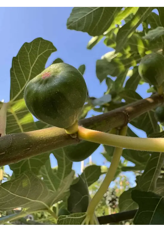 Feigenbaum 'Ronde de Bordeaux' | Ficus carica 'Ronde de Bordeaux'