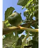 Feigenbaum 'Ronde de Bordeaux' | Ficus carica 'Ronde de Bordeaux'