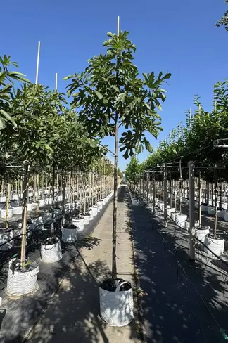 Feigenbaum 'Ronde de Bordeaux' | Ficus carica 'Ronde de Bordeaux'