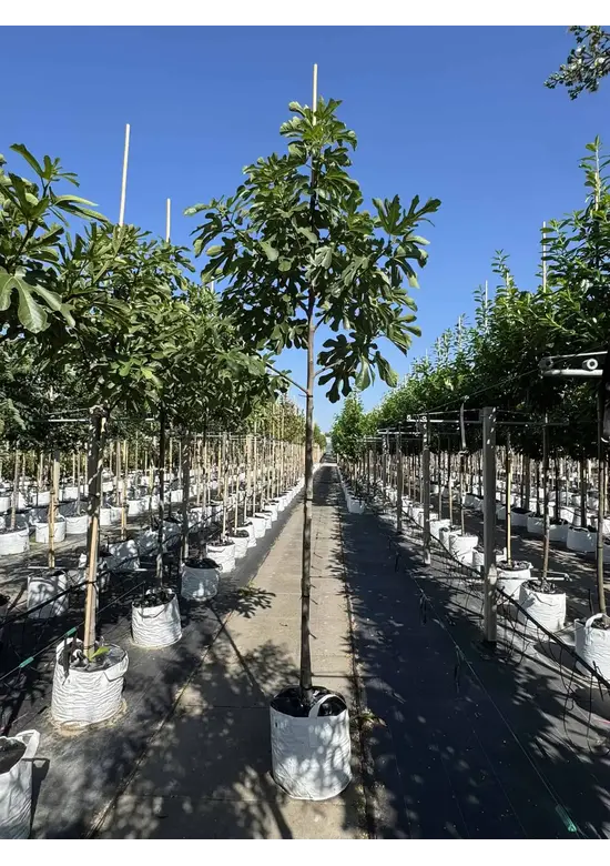Feigenbaum 'Ronde de Bordeaux' | Ficus carica 'Ronde de Bordeaux'