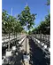 Feigenbaum 'Ronde de Bordeaux' | Ficus carica 'Ronde de Bordeaux'