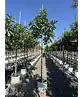 Feigenbaum 'Ronde de Bordeaux' | Ficus carica 'Ronde de Bordeaux'