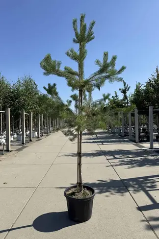 Waldkiefer Hochstamm | Pinus sylvestris