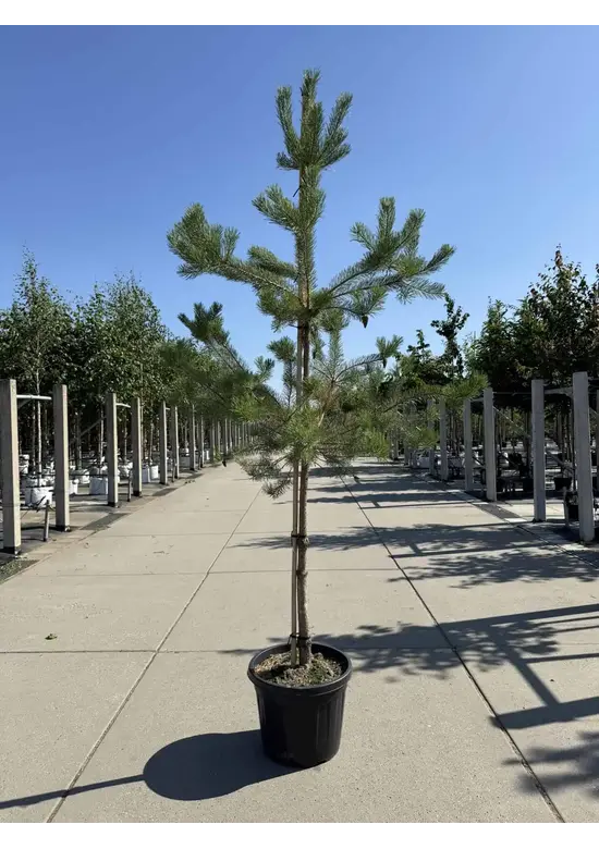Waldkiefer Hochstamm | Pinus sylvestris